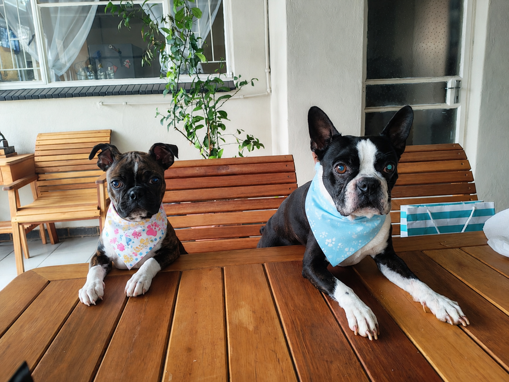 FurEver Snazzy bandanas